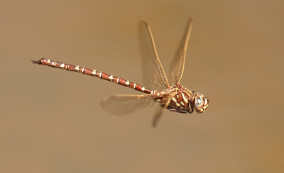 Austroaeschna unicornis